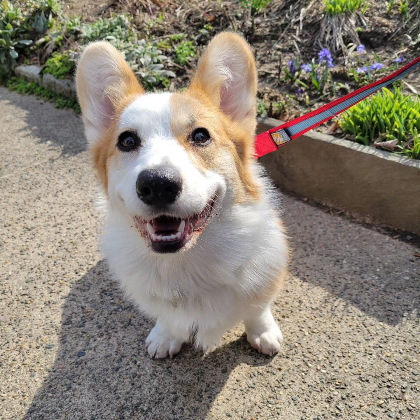 Pics from Training Ozzy! 
.
.
.
#corgie #training #corgiepuppy #corgiepuppylife #dogtraininglife #dogtrainers #cute #cutepuppygoals #clickertrainingdogs #phillypetbusinesses