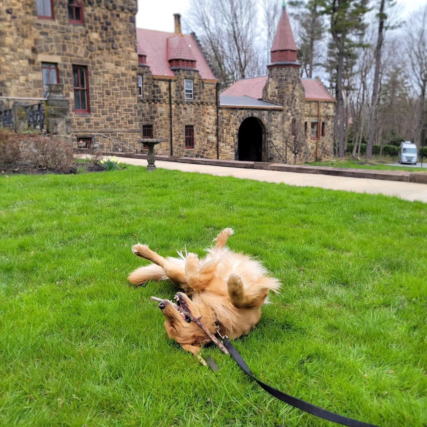 Nala's pure joy upon finding the perfect stick. 
.
.
.
#goldenretriever #goldenretrieveroftheday #friskyinphikky #clickertraineddog #phillydogs #bestpets #bestpups #dogtraining #doggoals #golden #215dogs #dogtrainerlife #sweetdogs #phillypetbusinesse