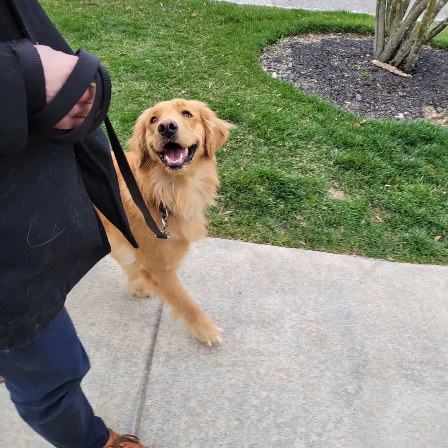 Seriously though, this dog Nala... Seriously. 💛
.
.
.
#goldenretriever #goldenretrieveroftheday #friskyinphikky #clickertraineddog #phillydogs #bestpets #bestpups #dogtraining #doggoals #golden #215dogs #dogtrainerlife #sweetdogs #phillypetbusinesse