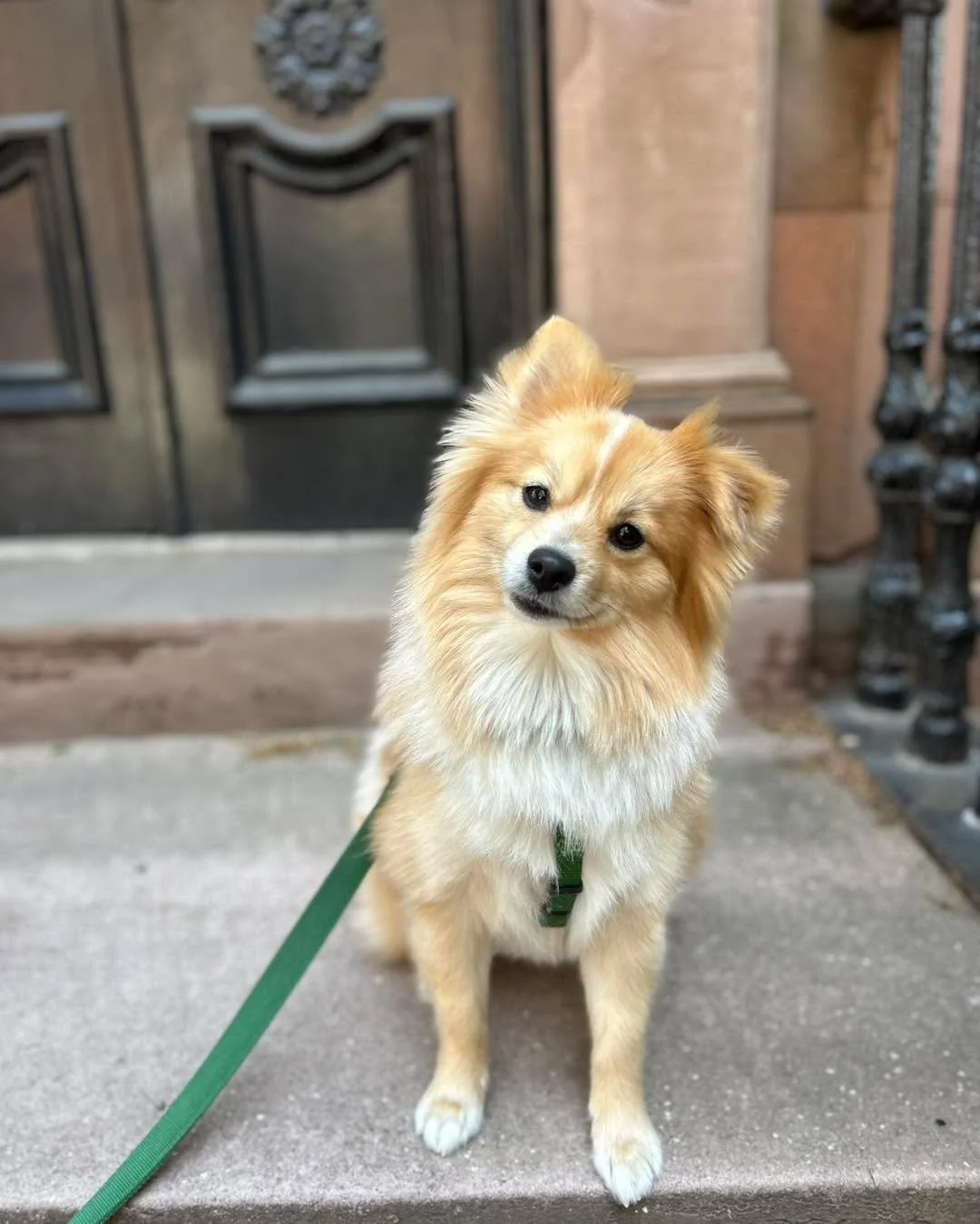 Fantastic Pups of Philly