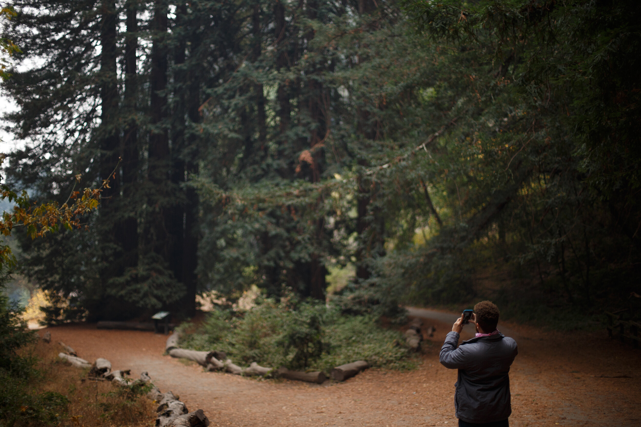 Perceptions of Distance - Caryn Sandoval - In the Redwoods.jpg