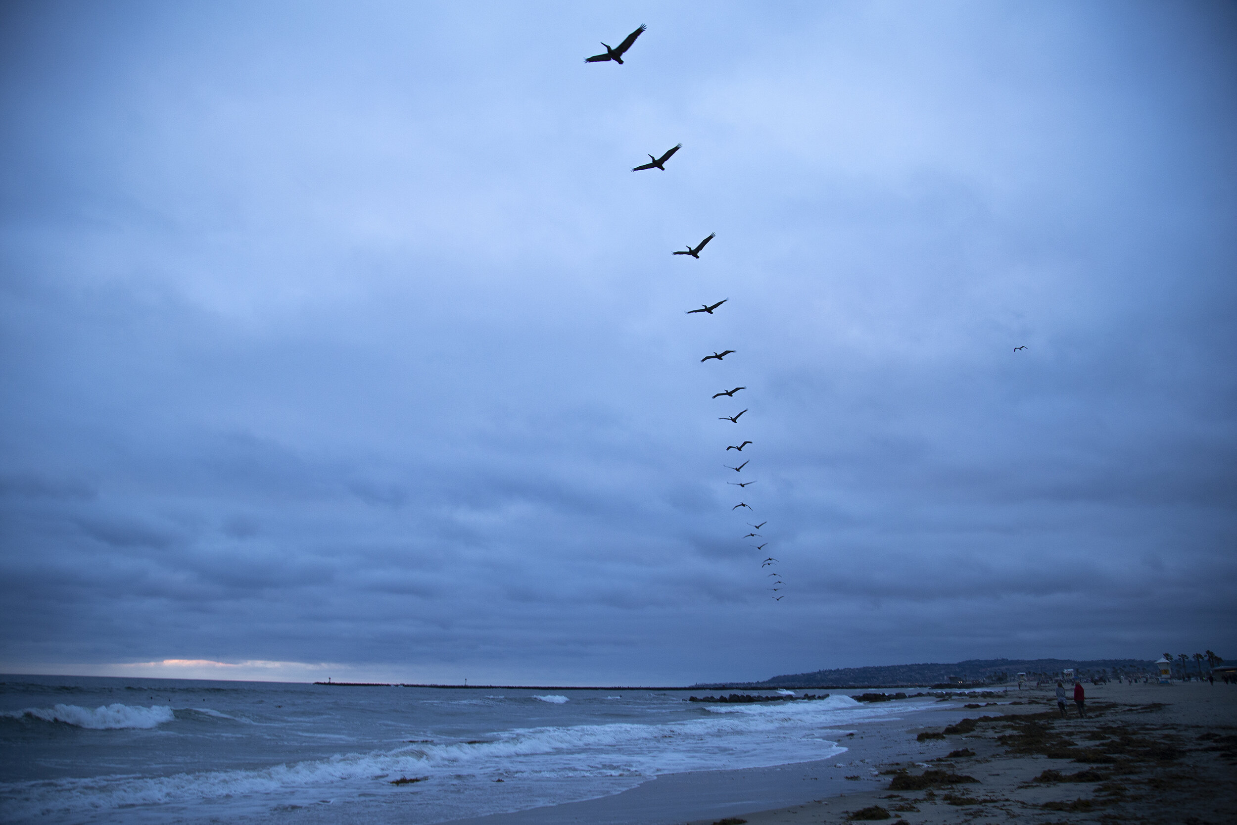Perceptions of Distance - Caryn Sandoval - Pelicans in Blue Dusk.jpg