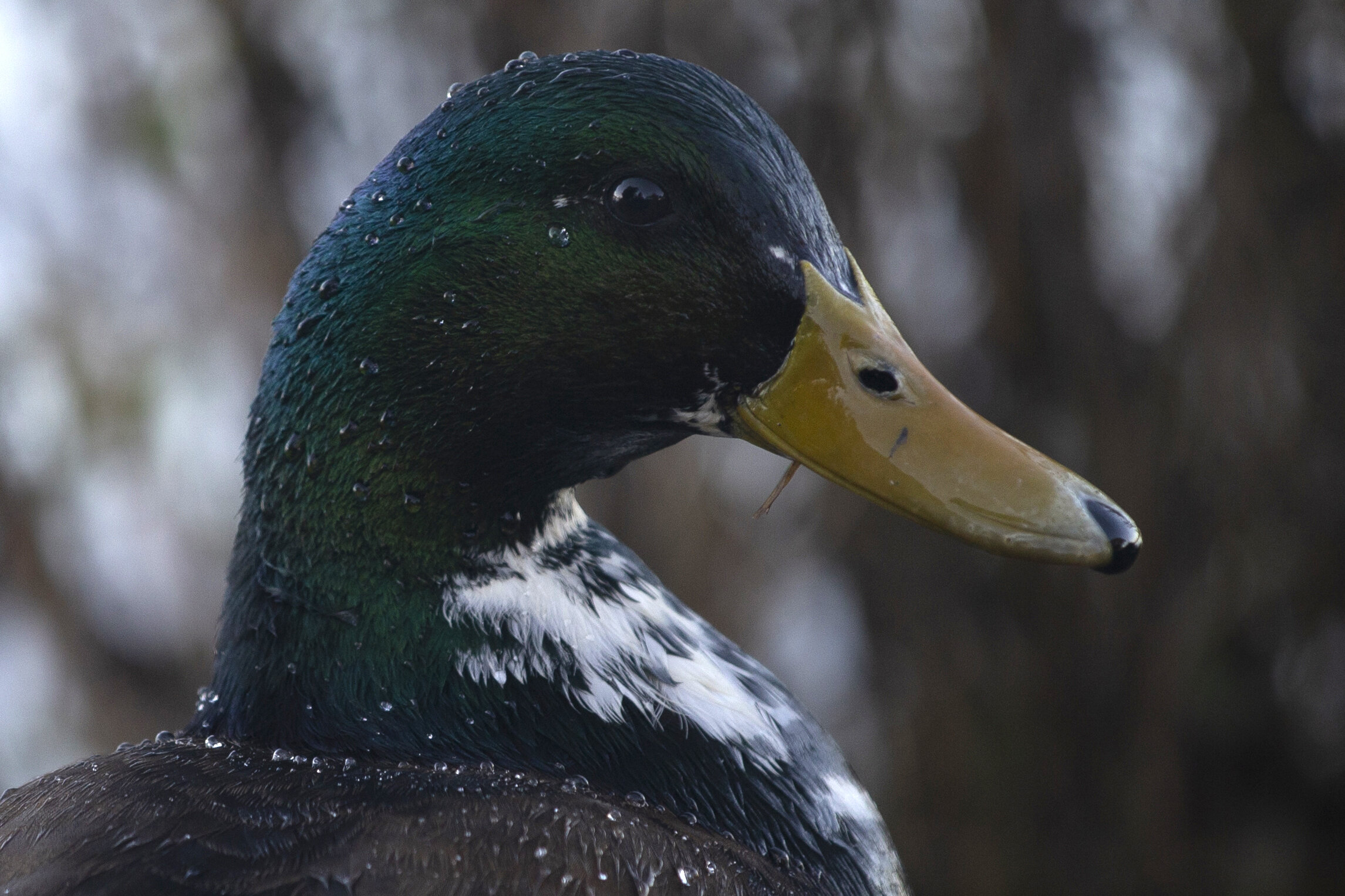 Caryn Sandoval - Spotted Manky Mallard Portrait.jpg