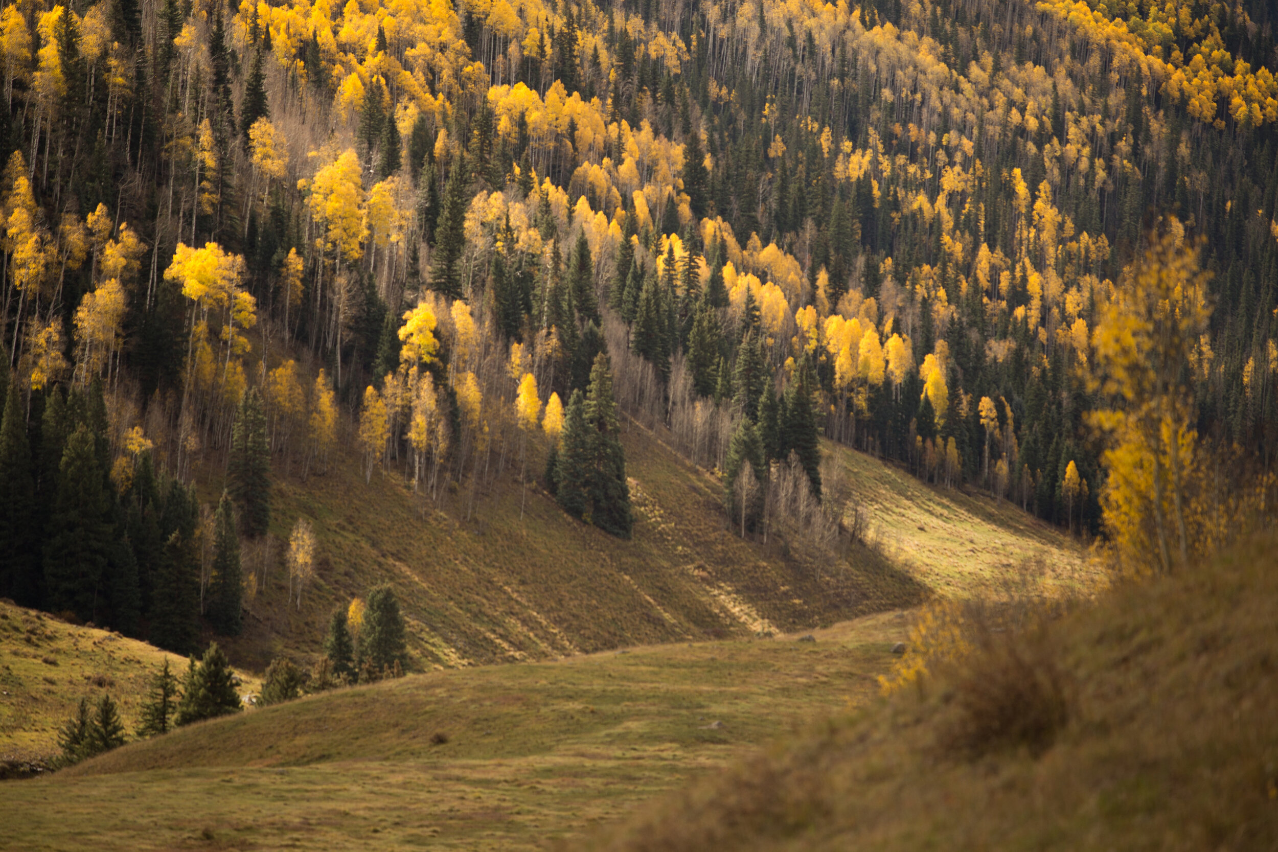 Perceptions of Distance - Caryn Sandoval - October Forest.jpg