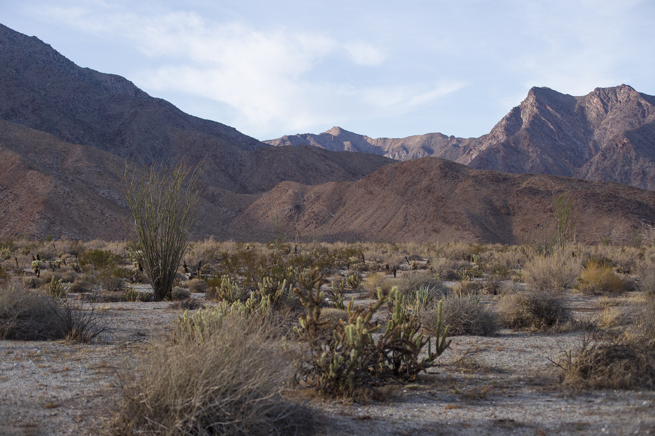 AnzaBorrego-09-small.jpg