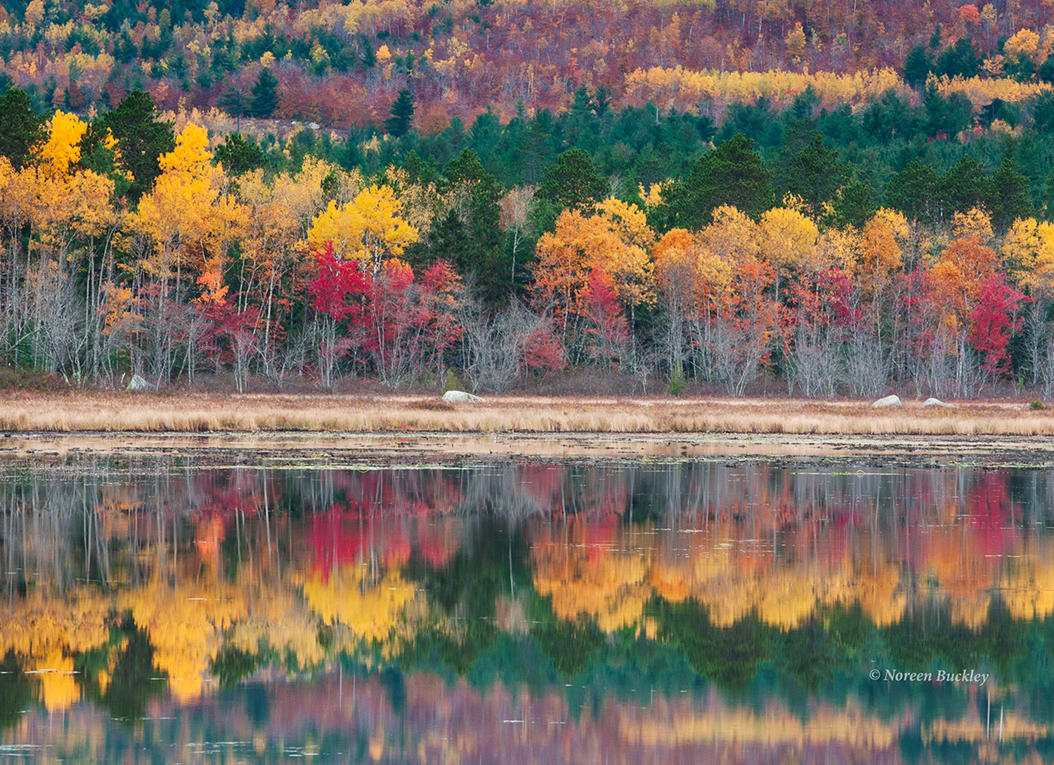 Trees-in-Water-Mirror-Image.jpg