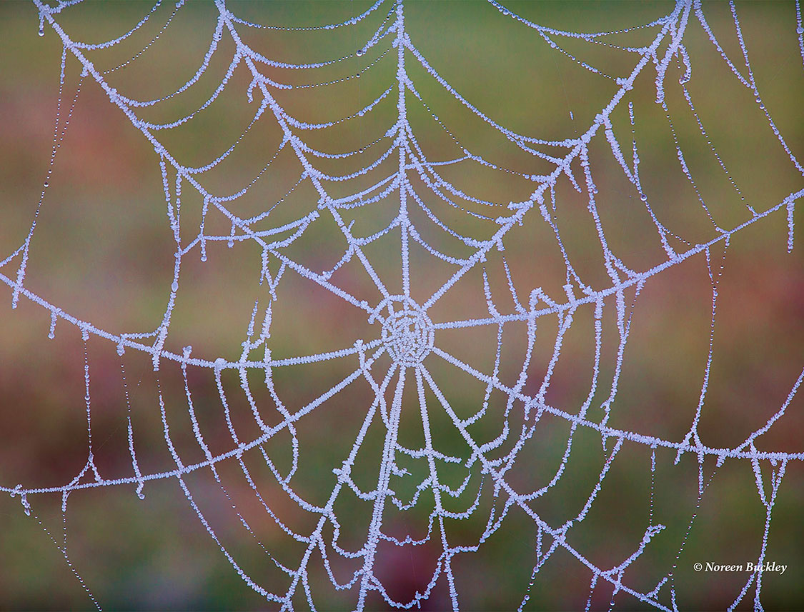 Spider-Web-with-Frost.jpg