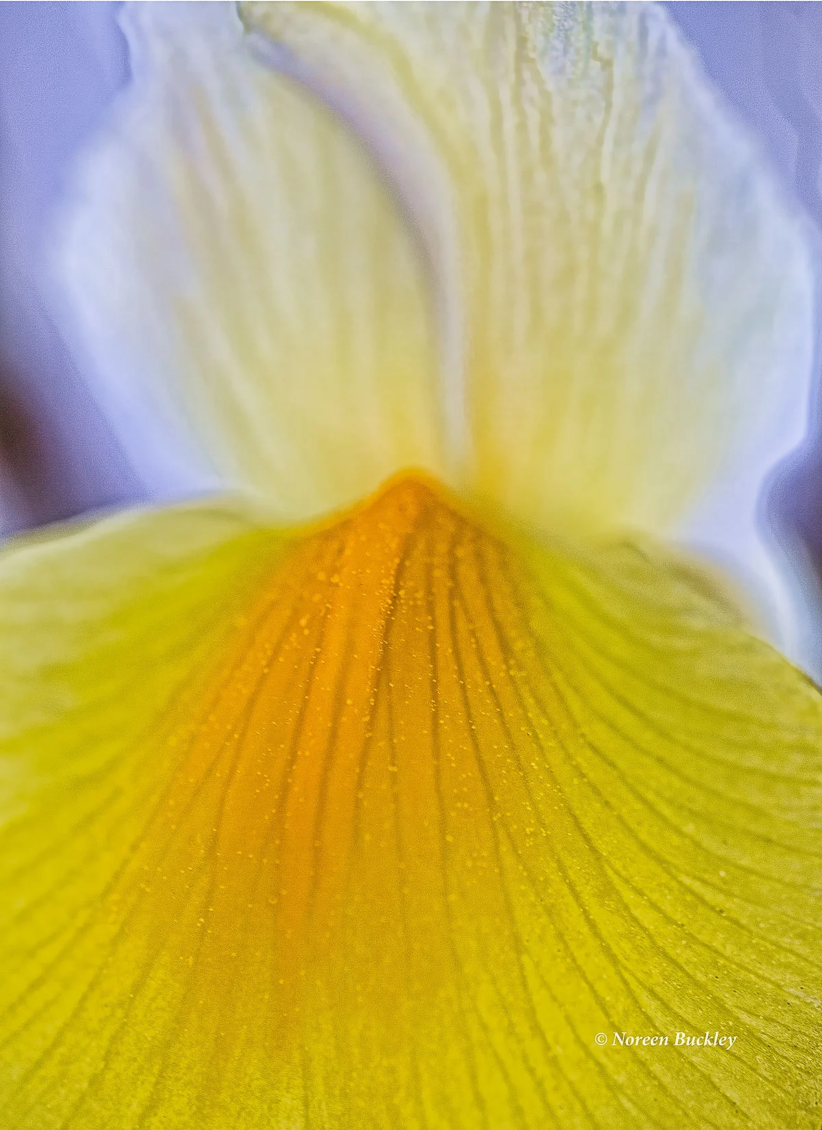 Yellow-Flower-2.jpg