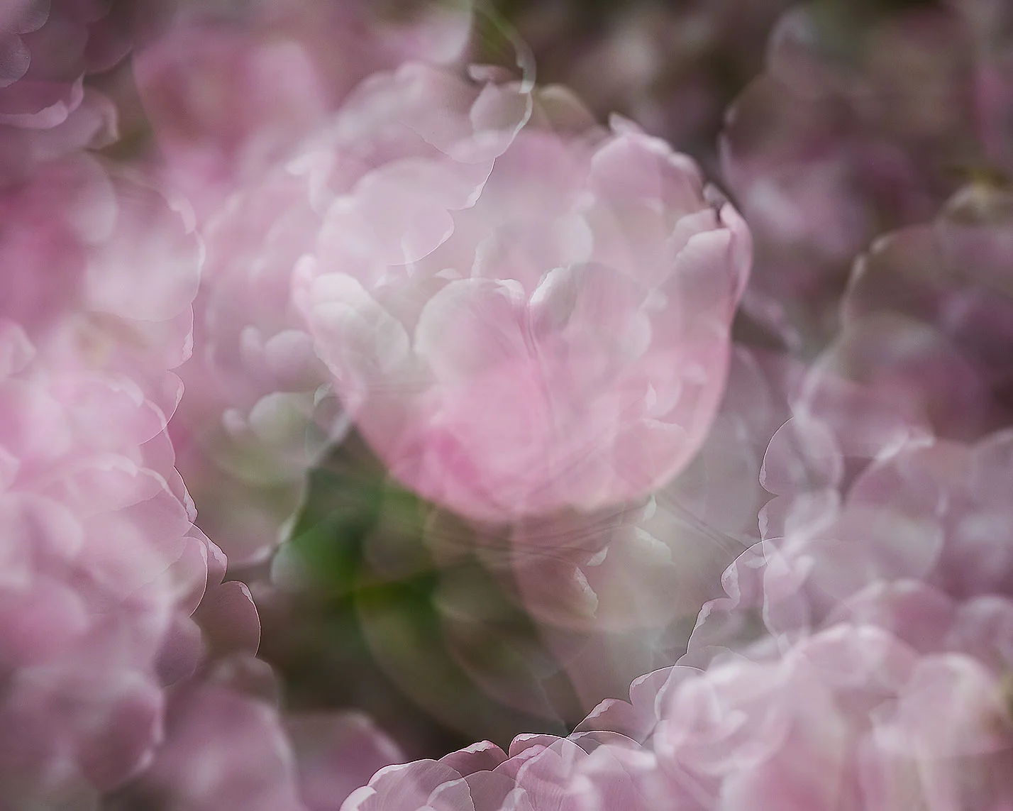 Pink-Tulip-Twirl.jpg