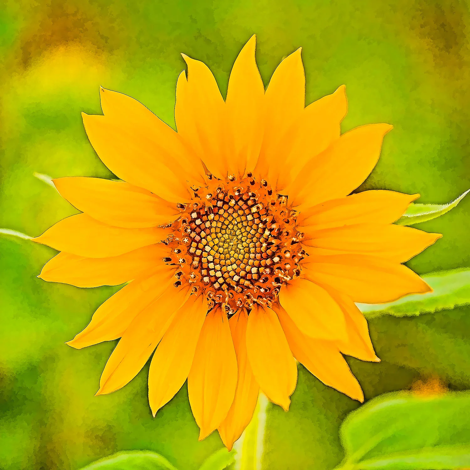 Sunflower.jpg