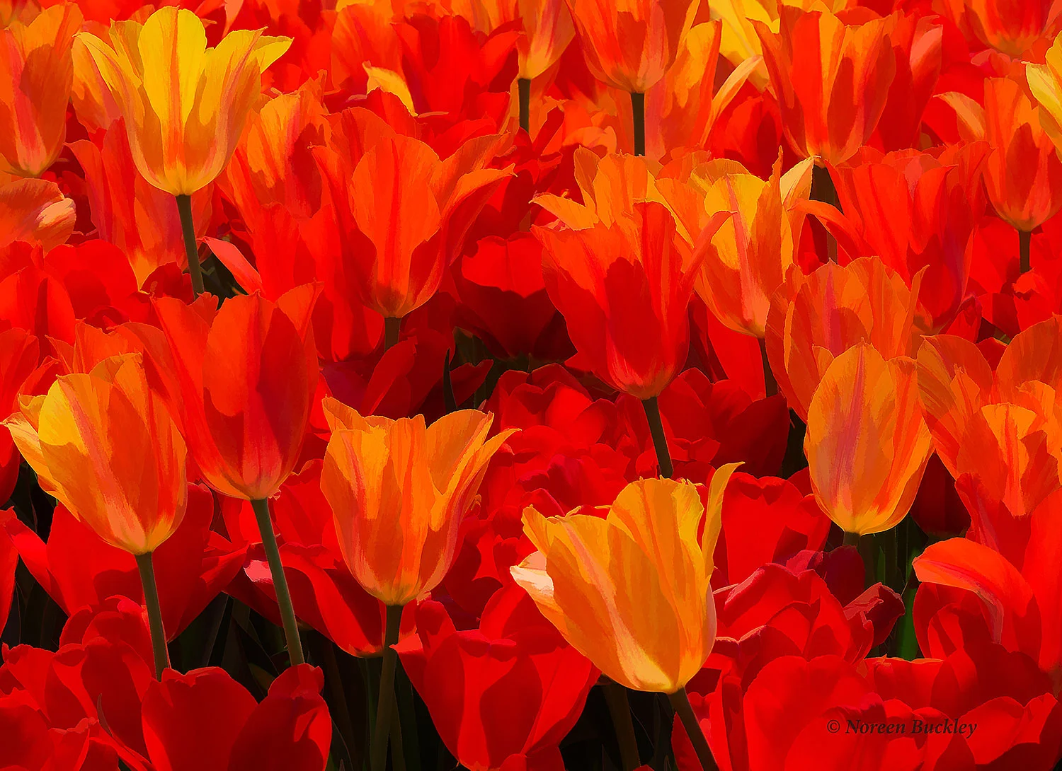 Tulip-Field.jpg