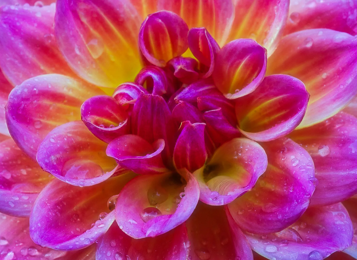 Pink-Flower_Water-Drops.jpg