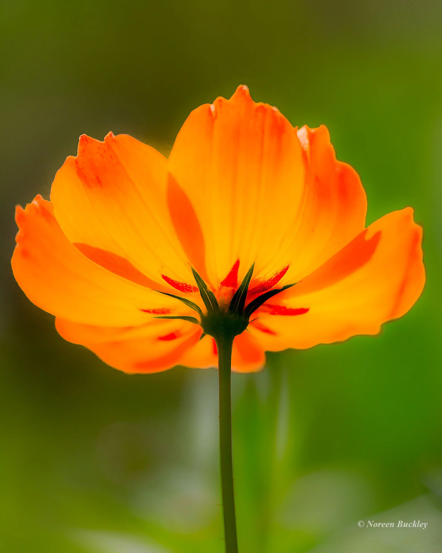 Orange-Flower.jpg