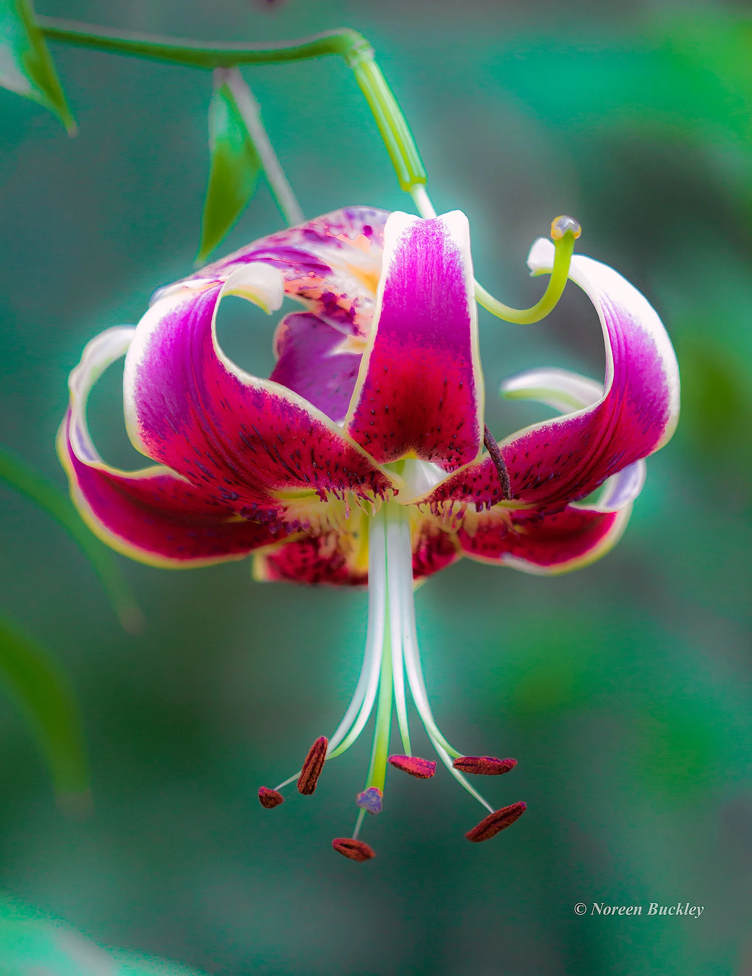 Pink-Flower.jpg