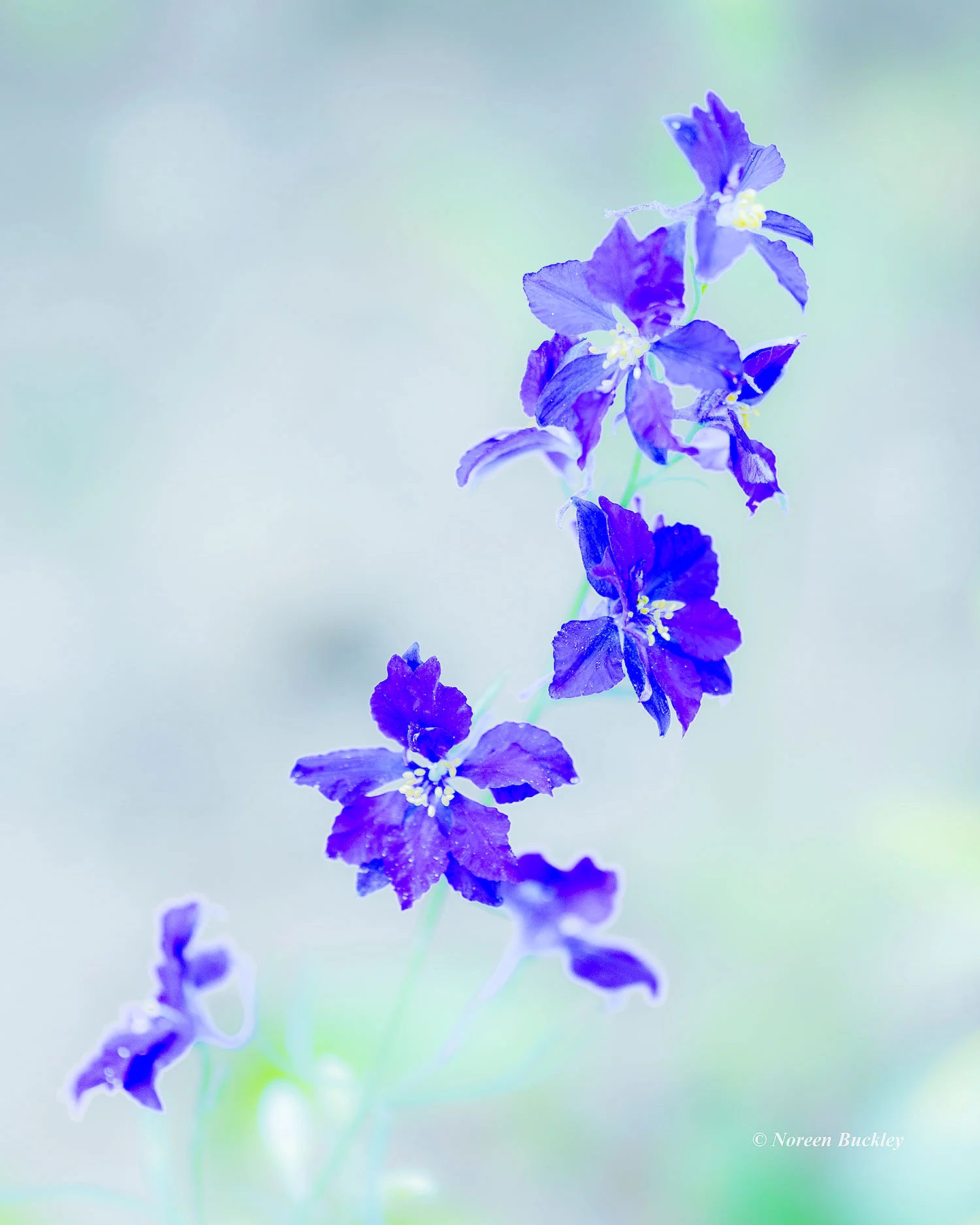 Purple-Flowers_L2C9793.jpg