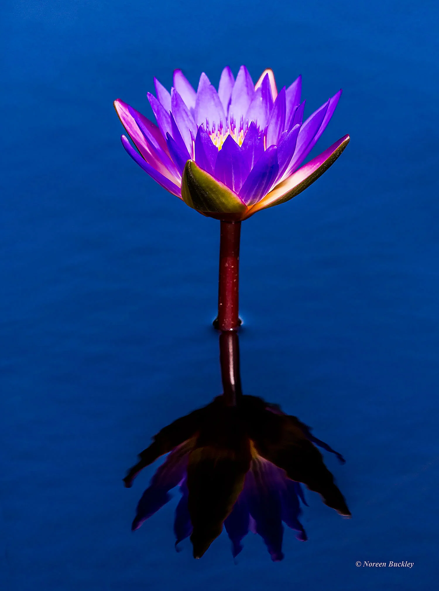 Purple-Water-Lily.jpg