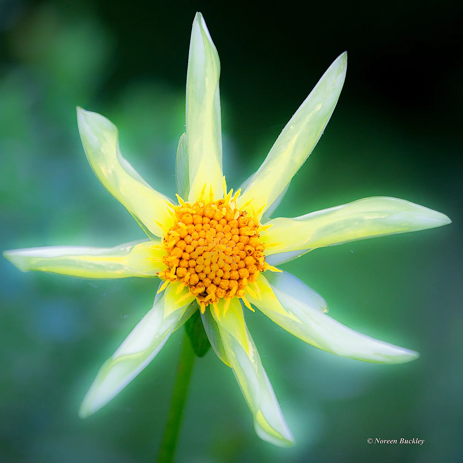 Whirly-Daisy-20150726_2800.jpg