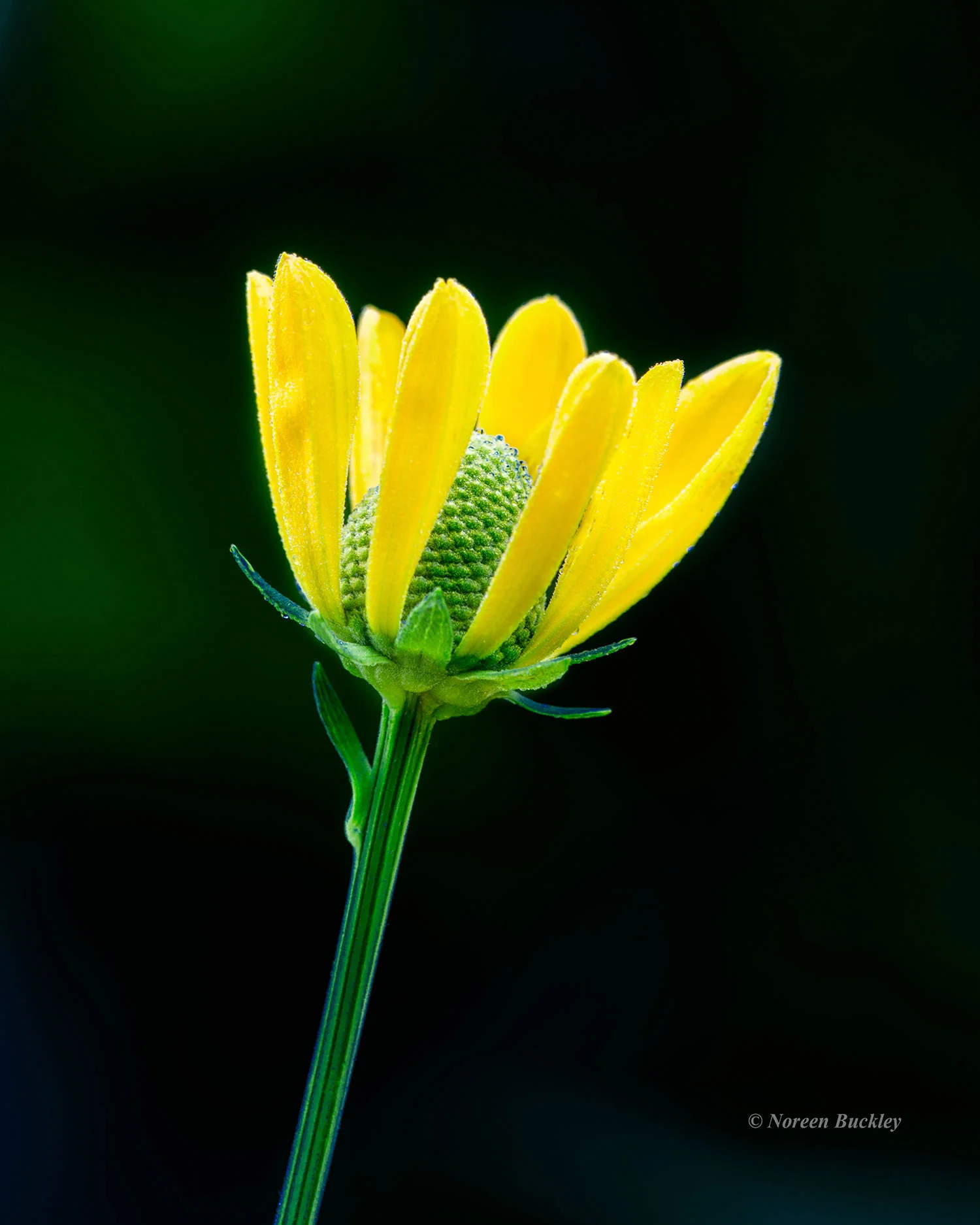 Yellow-Flower-Isolated.jpg