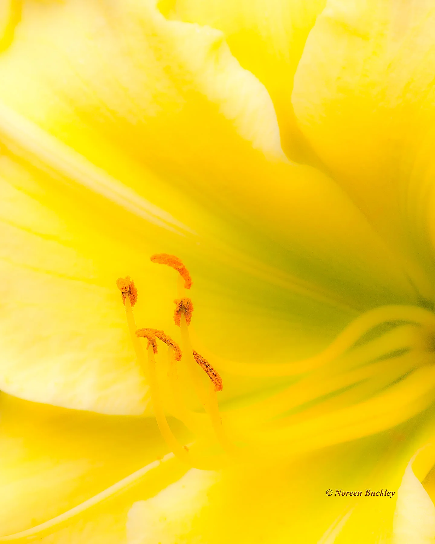 Calloway-Yellow.jpg