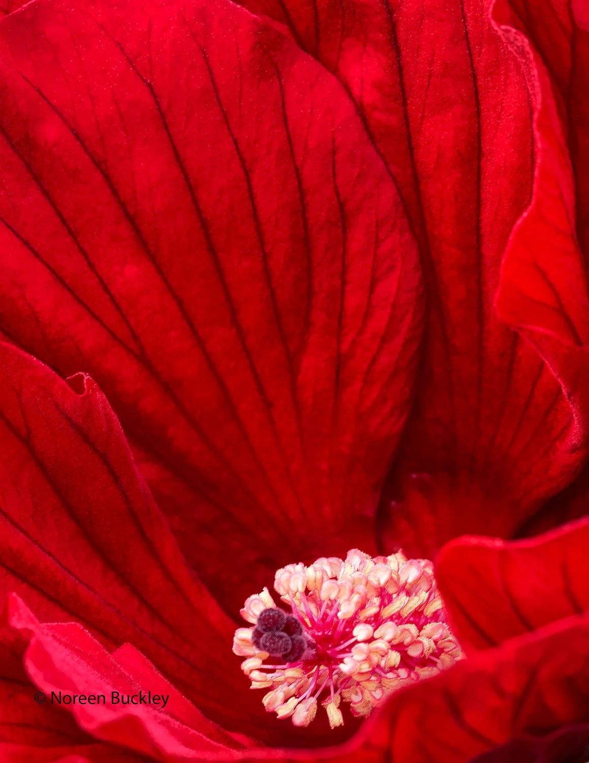 Red-Flower-Chanticleer_20150725_2109.jpg