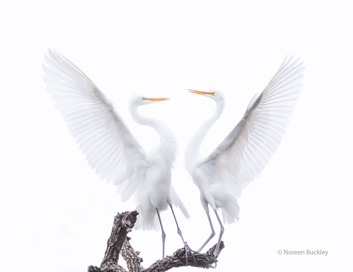 Great-Egrets_57A4464.jpg
