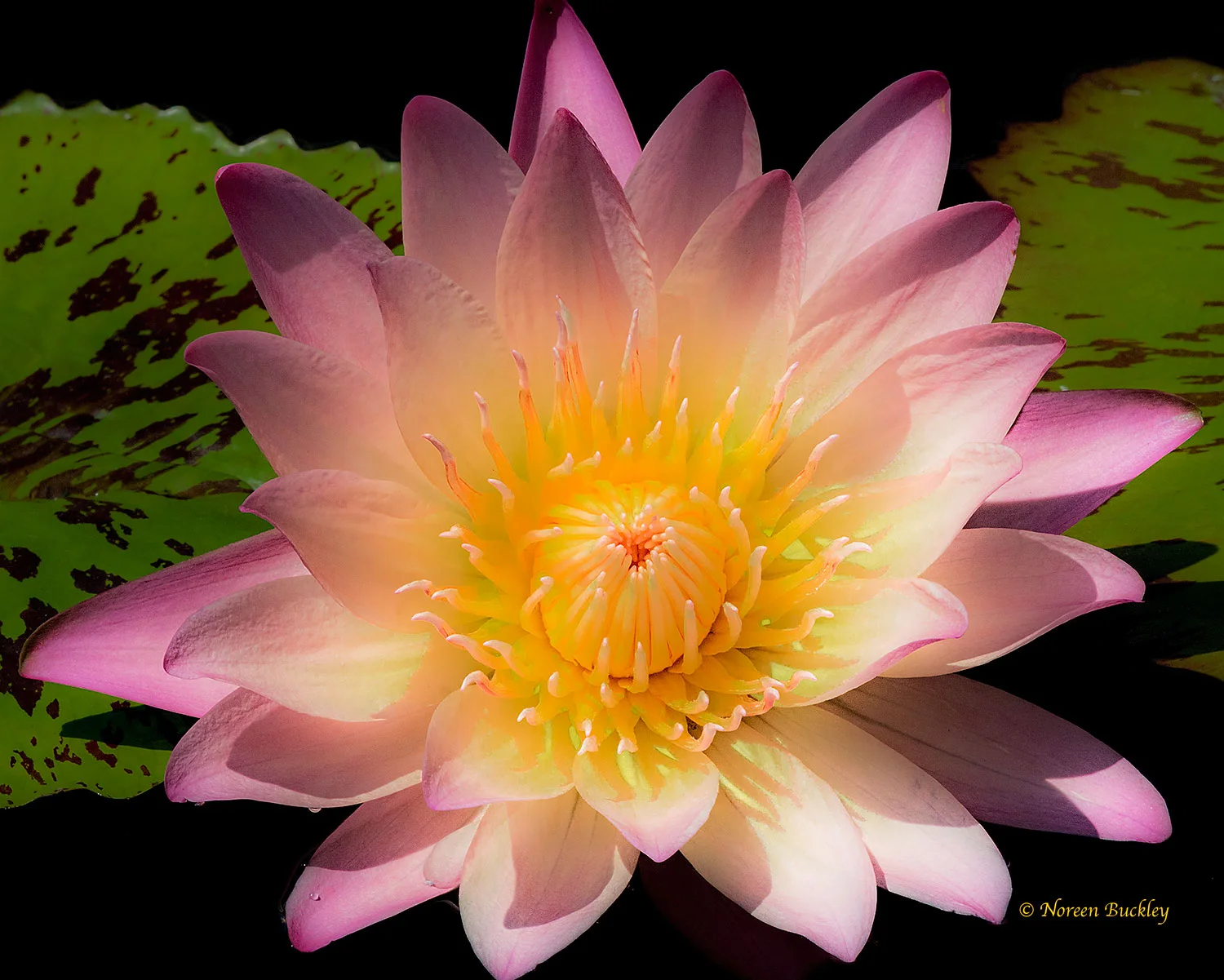 Day-Lily-57A1640-Converted-for-web.jpg