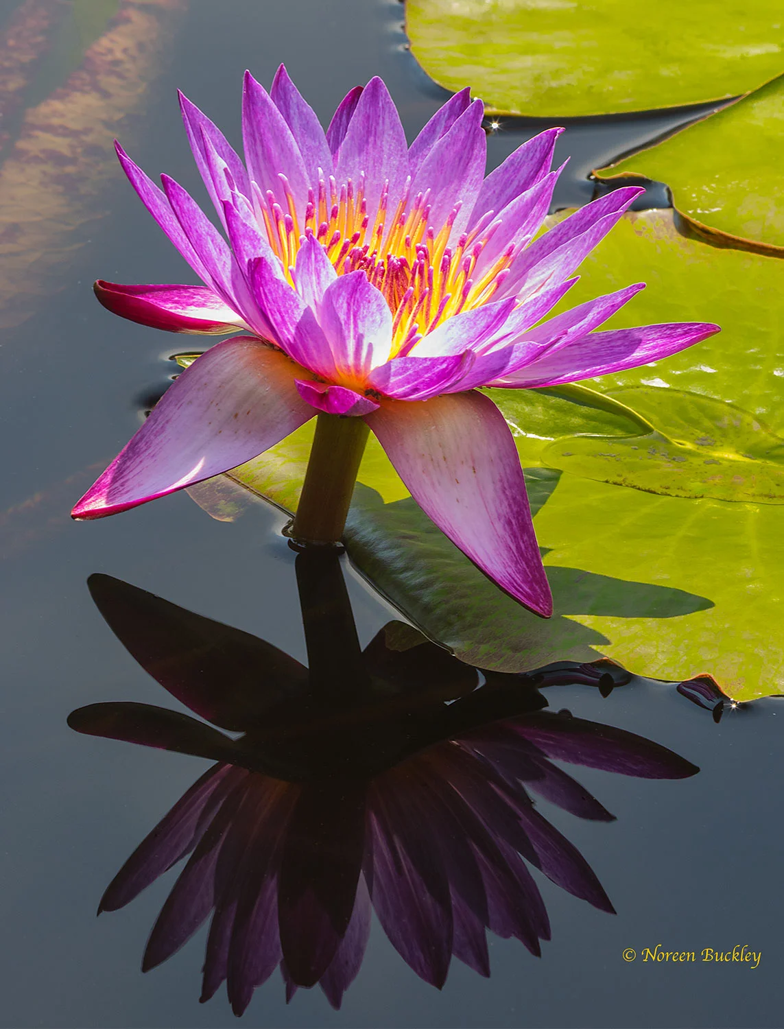 Puple-Water-Lily-with-Reflection-Converted-fir-Web_57A1645.jpg