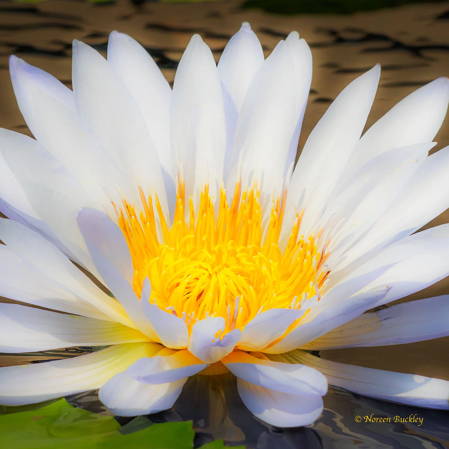 White-Day-Lilly-Saved-to-Web.jpg