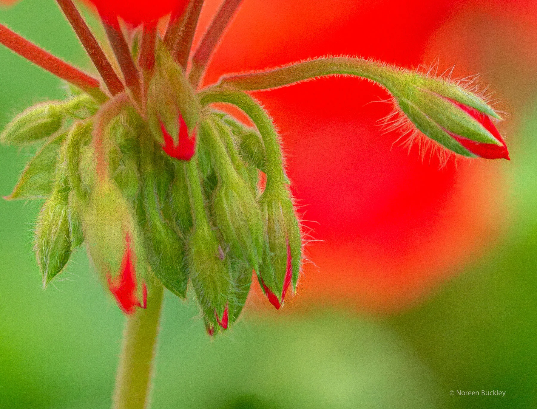 Geranium-Buds.jpg