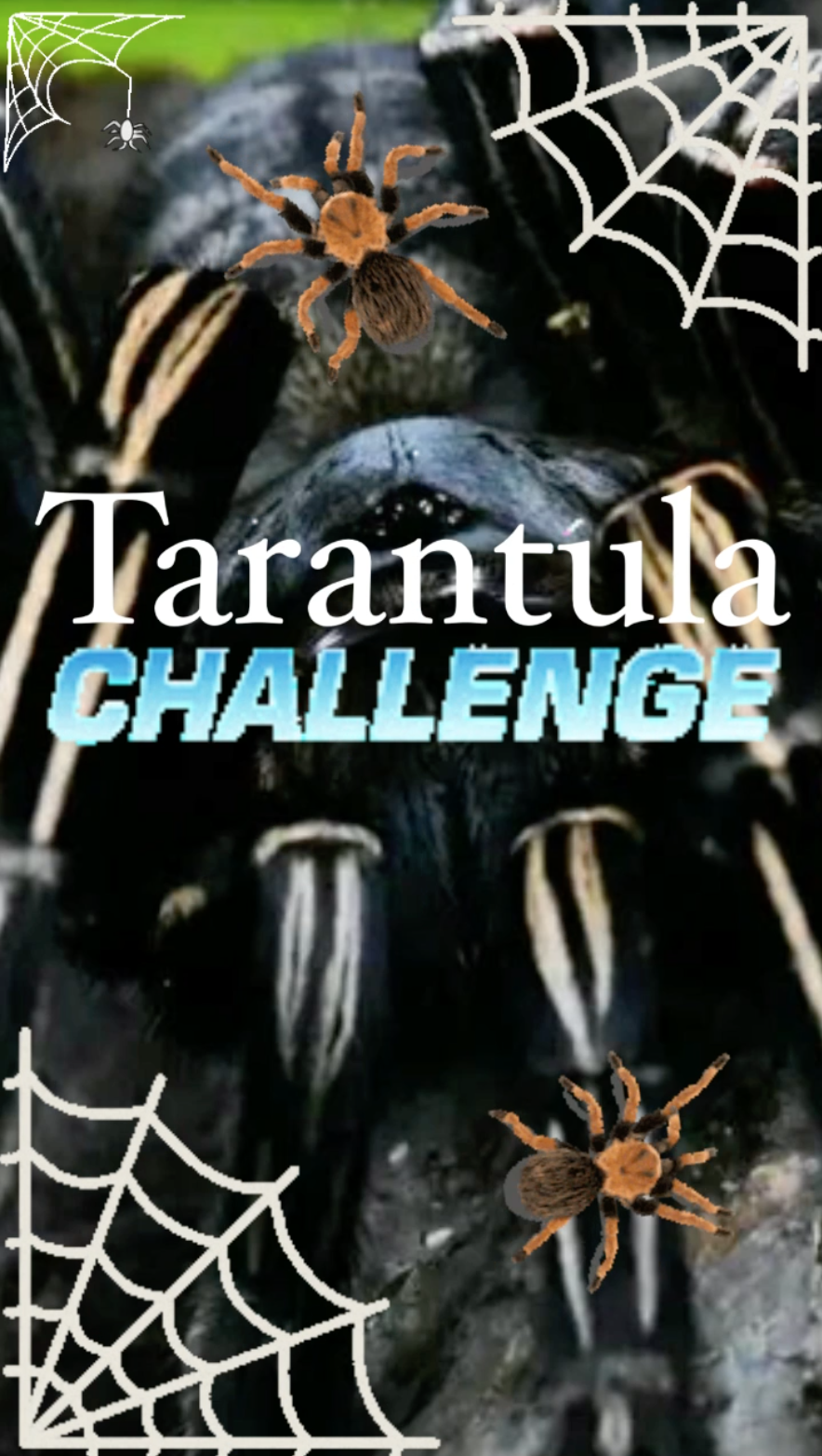 Tarantula Challenge - Ray Taylor Show 