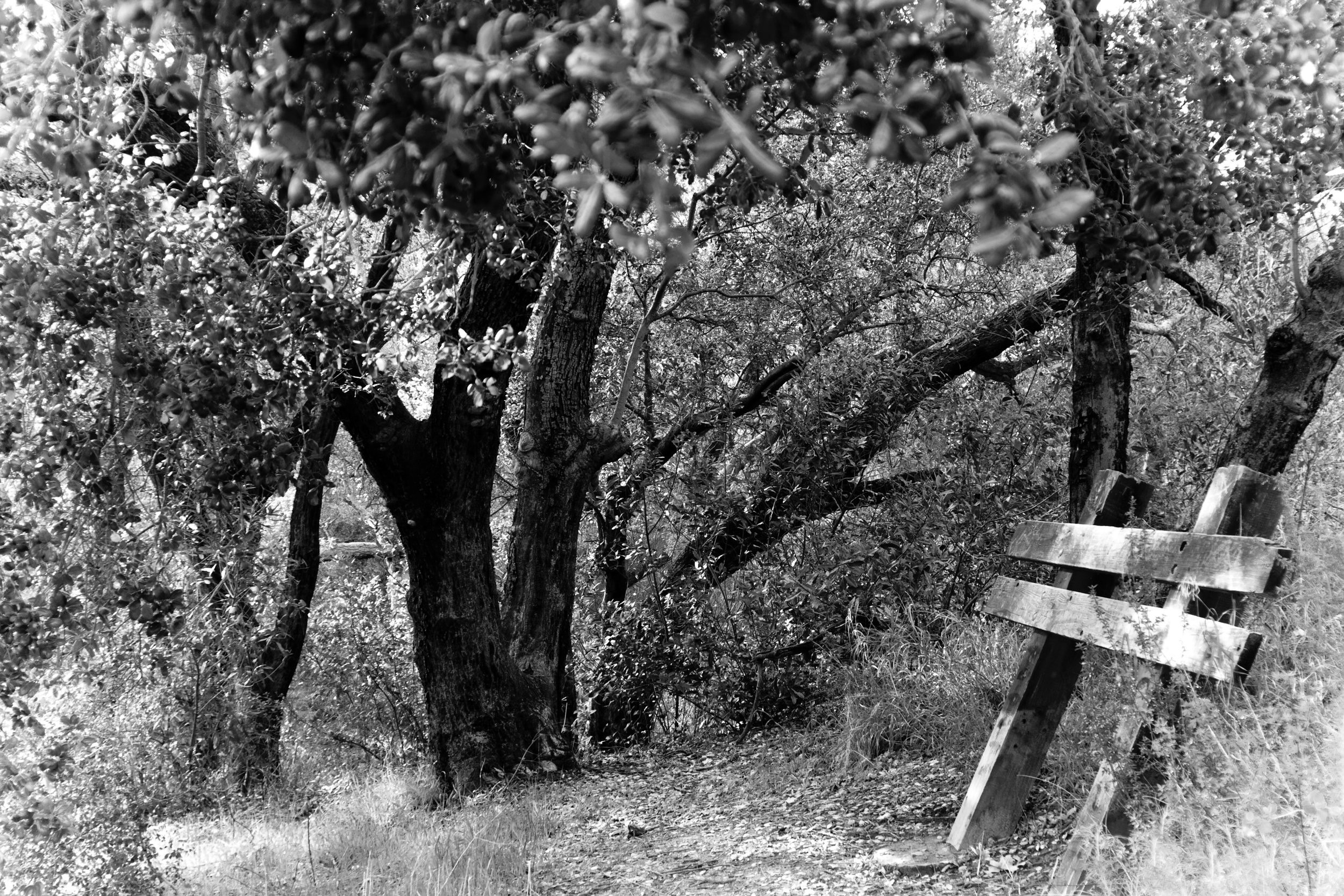 Early Work - 201 of 272.jpeg