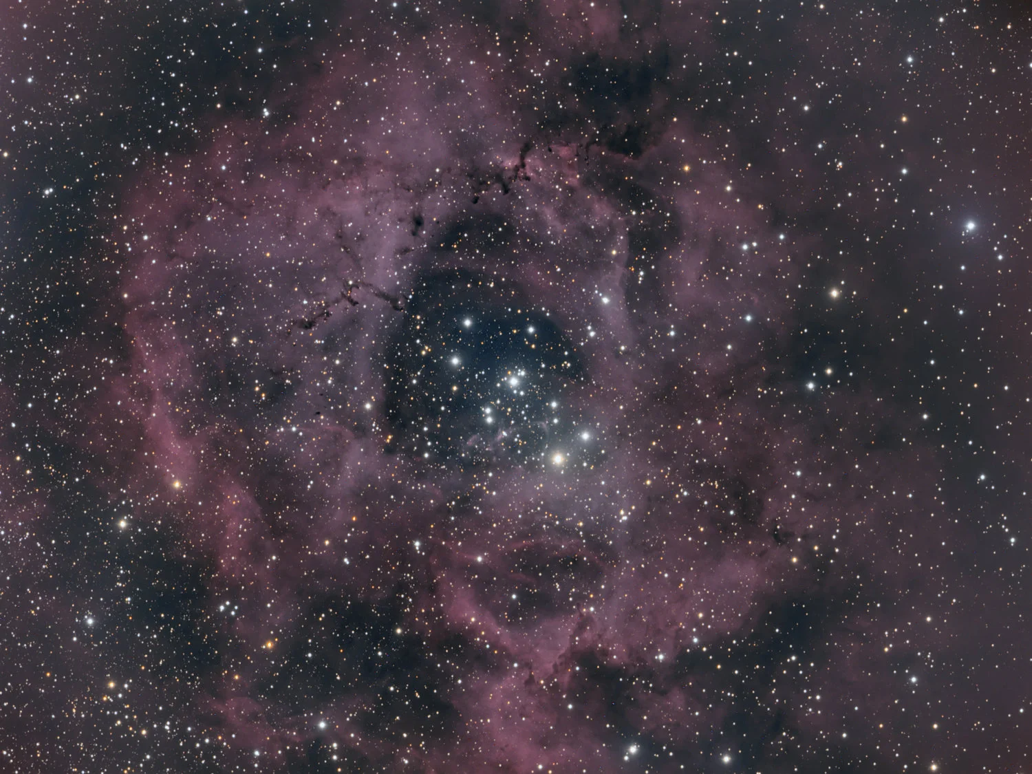 rosette.jpg