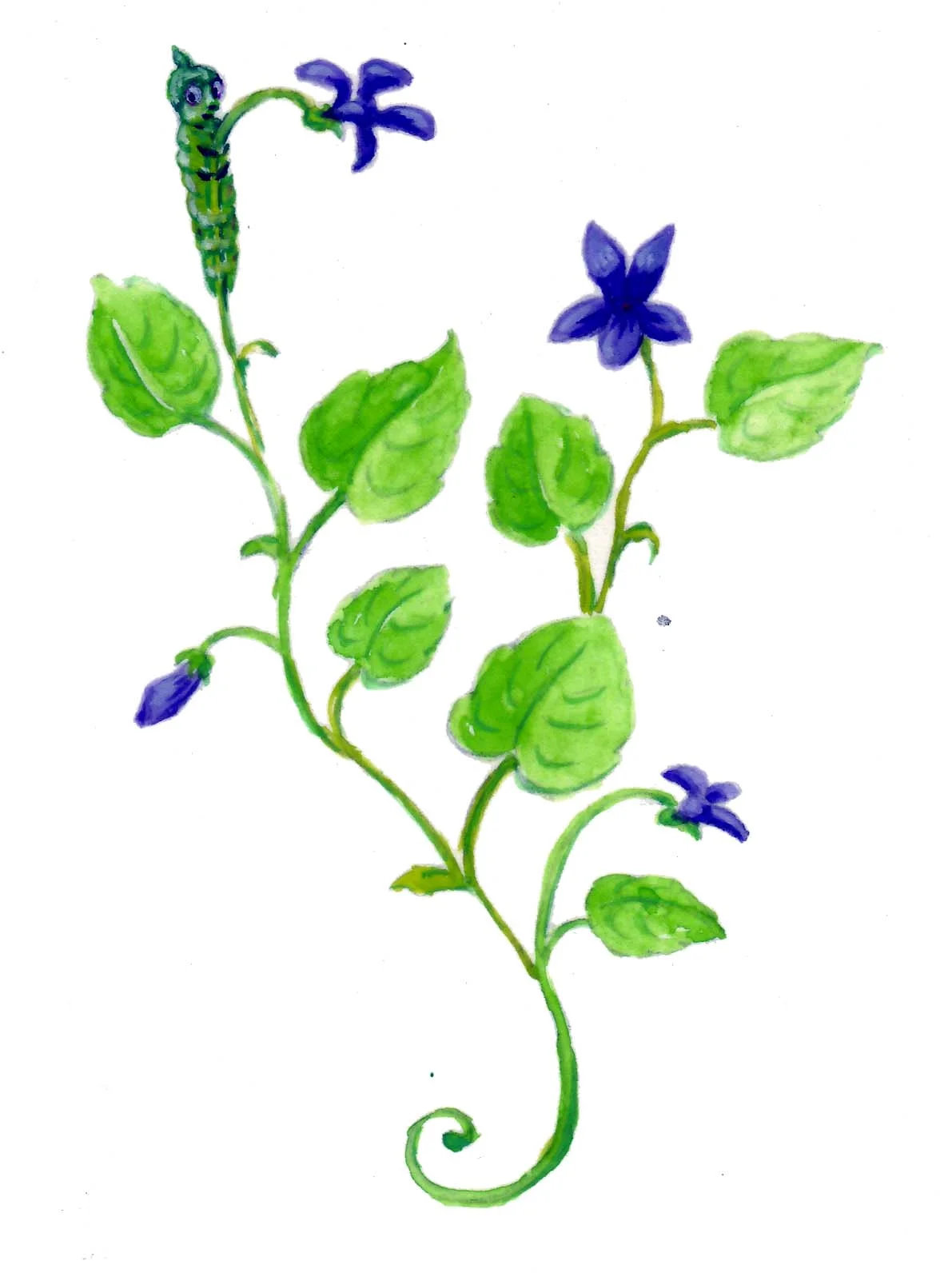 caterpillar on violets.jpg