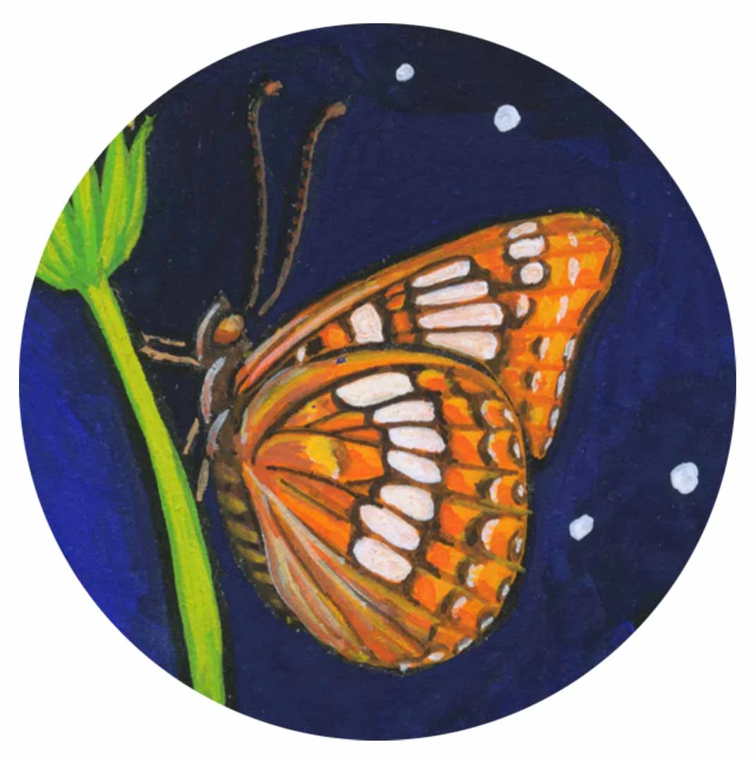 night butterfly.jpg