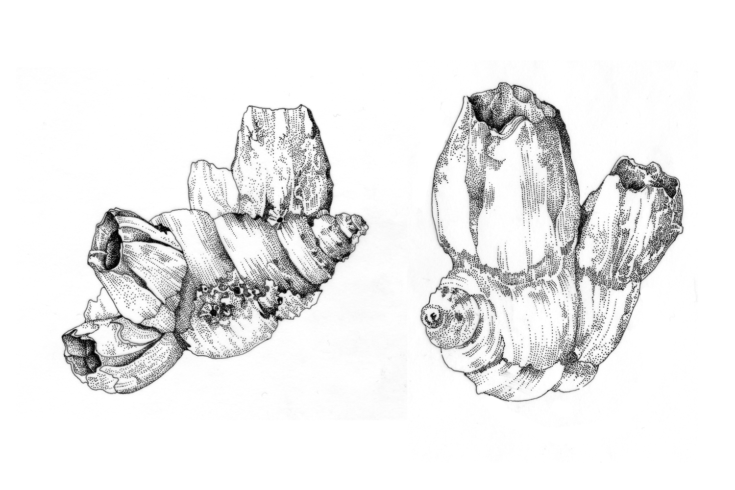 Barnacles-stipple.jpg