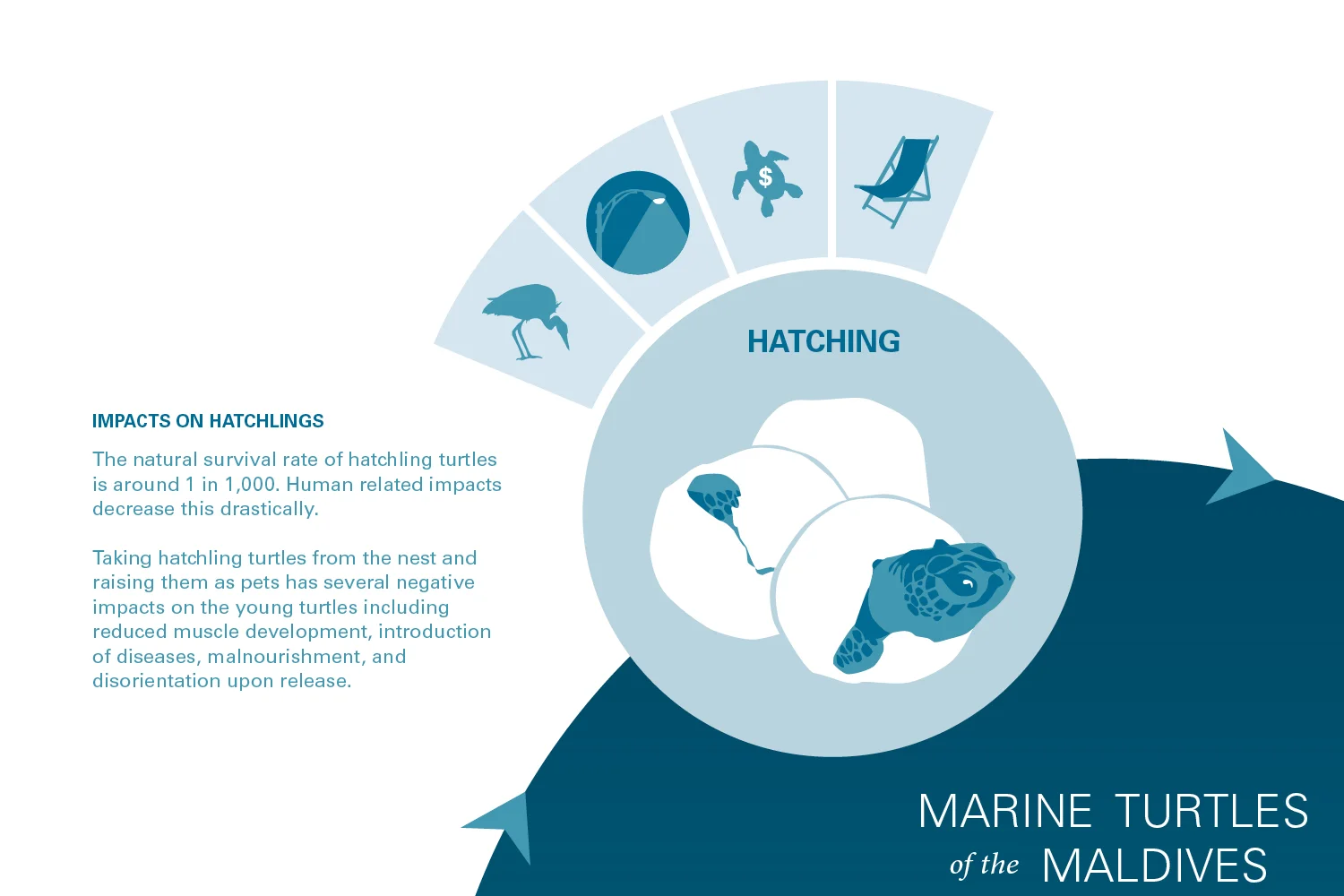 Marine-turtles-Maldives-Threats-3.jpg