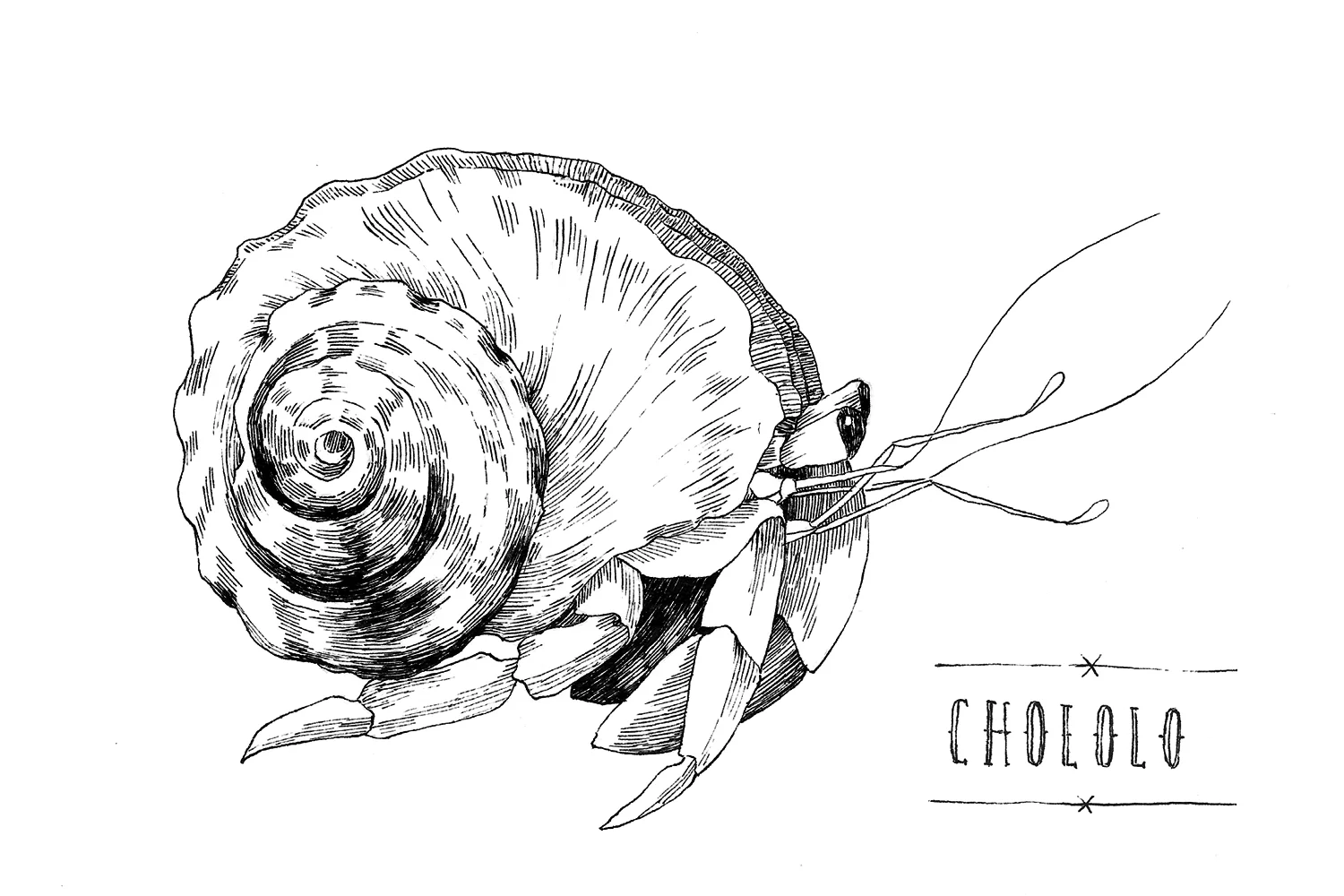 Hermit-crab-Chololo.jpg