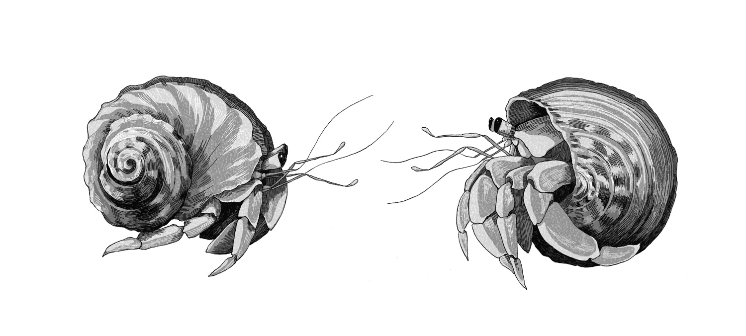 Hermit-crabs.jpg