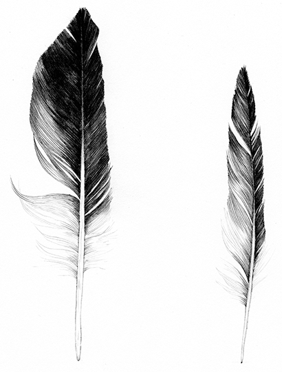 Feathers 14.12.16_01.png