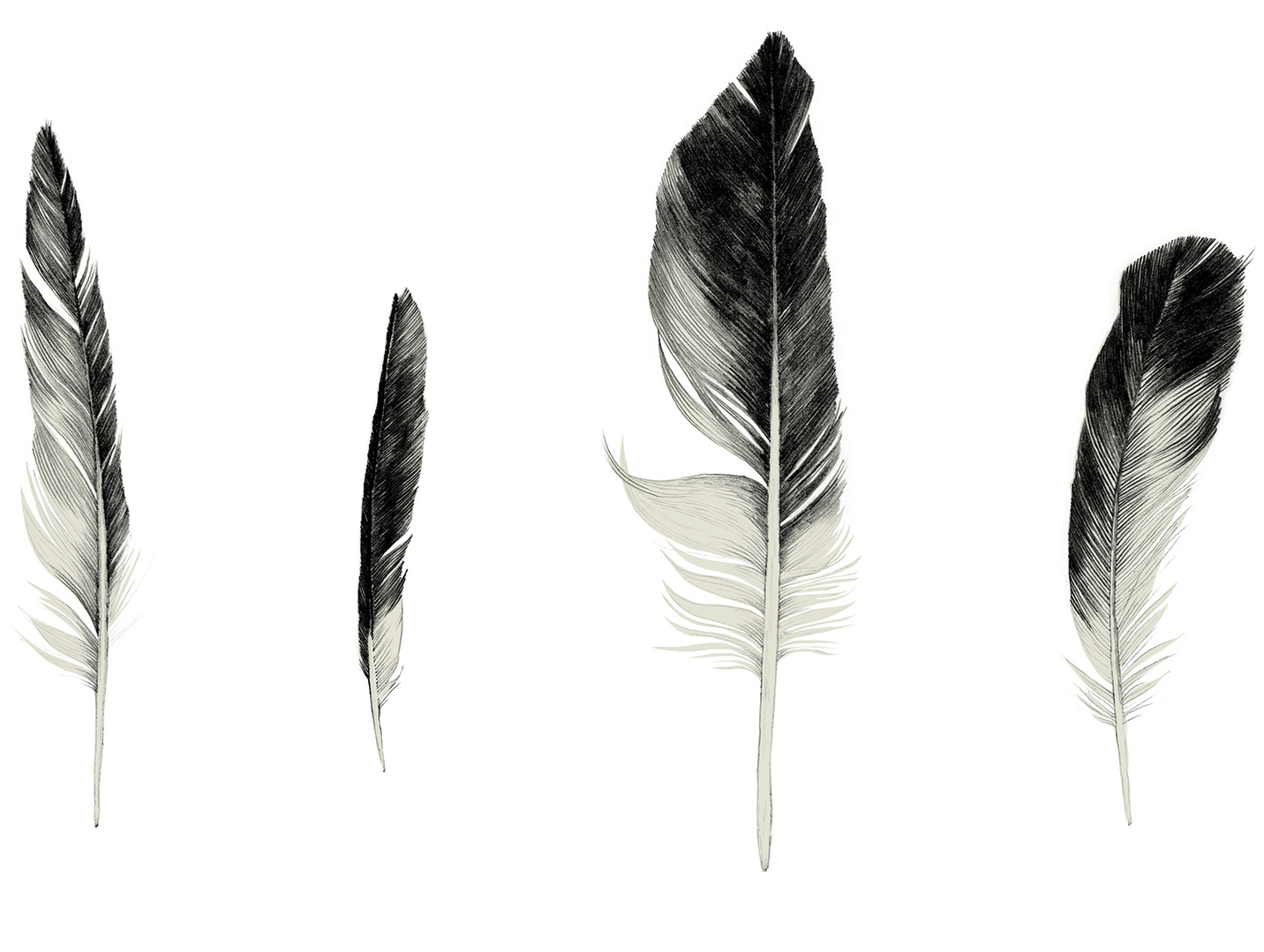 Feathers_landscape.png