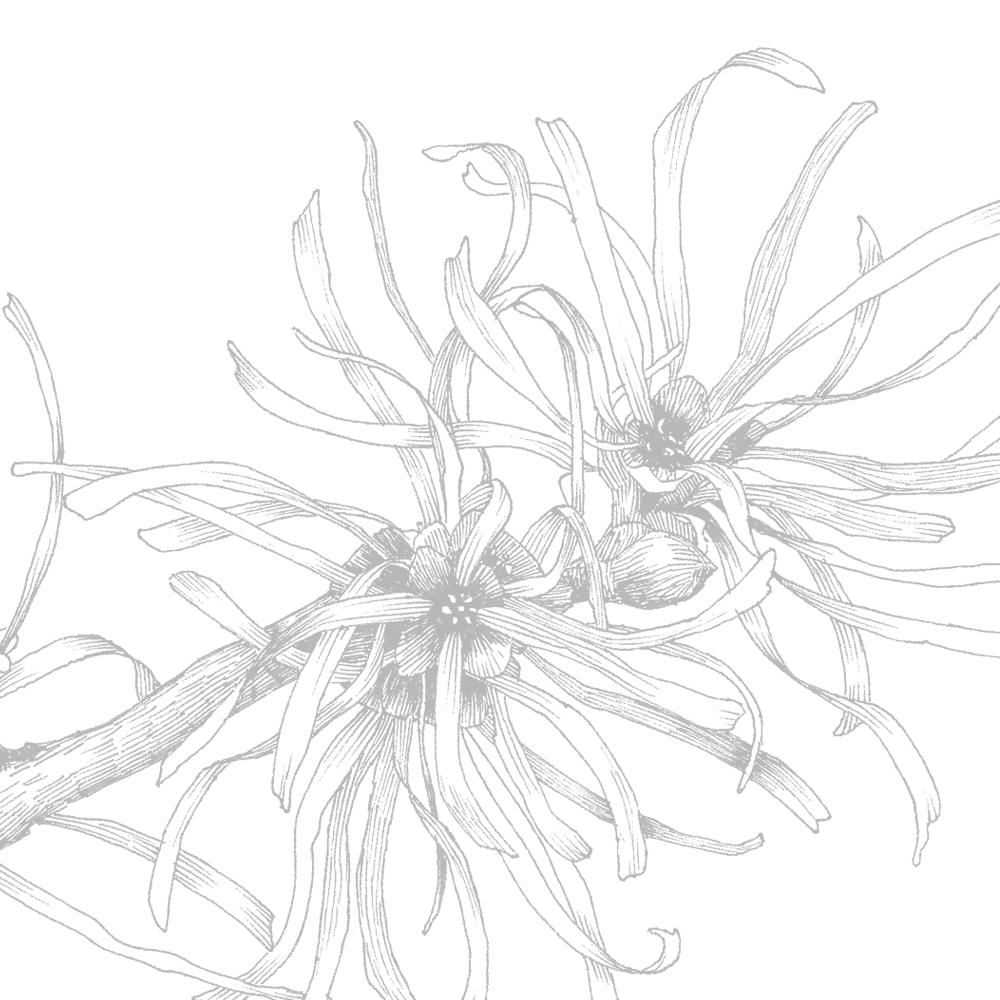 Witch Hazel.png