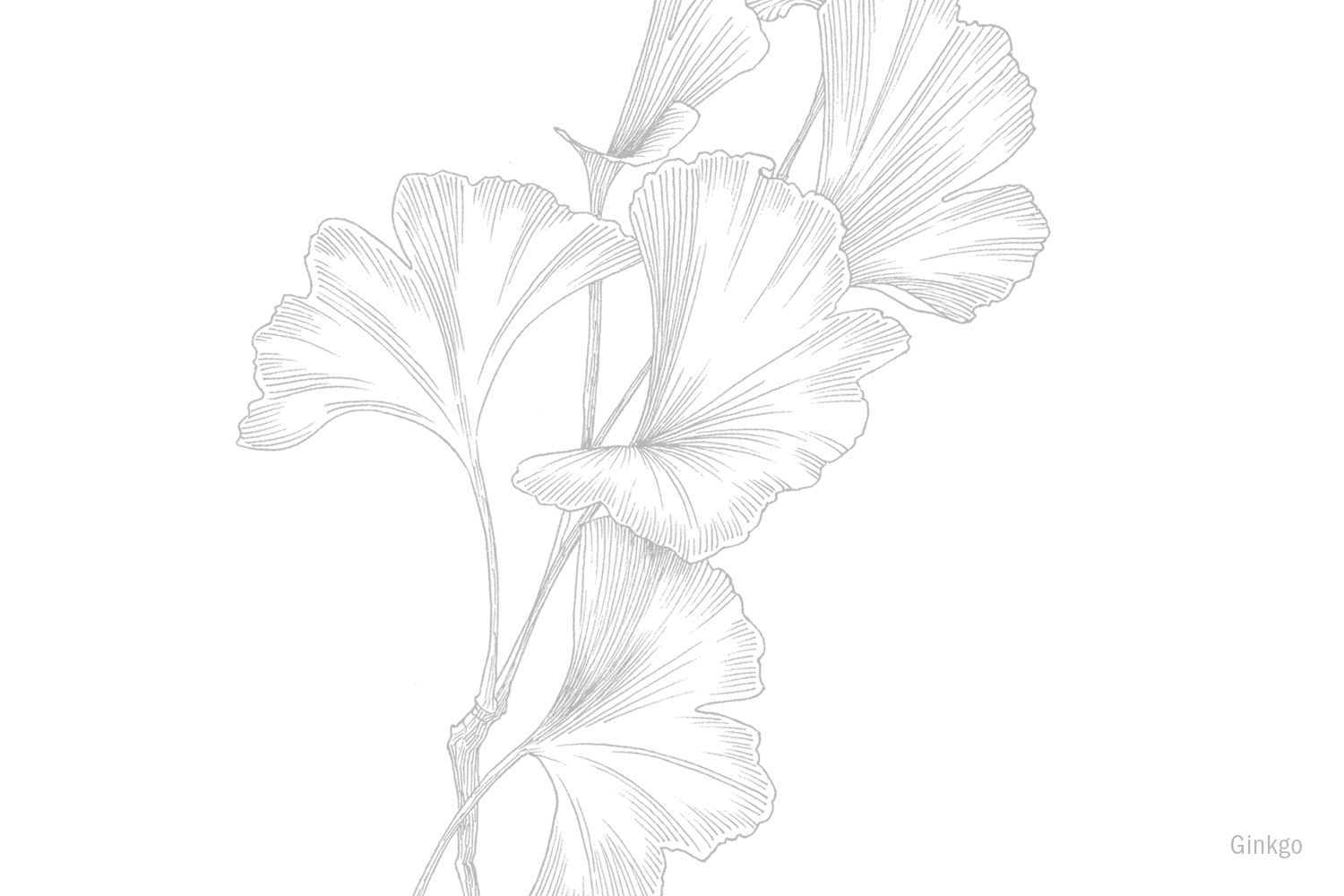 Ginkgo.png