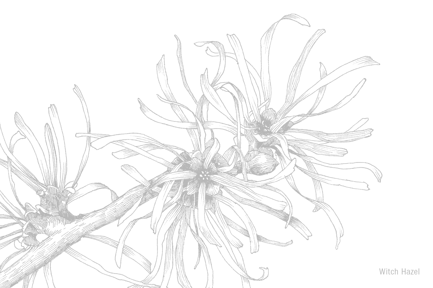 Witch Hazel.png