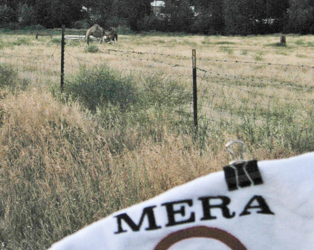 Zoom and enhance...Yes, that's a camel.