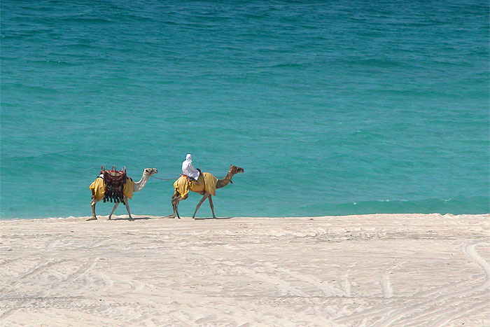 camels-sea.jpg