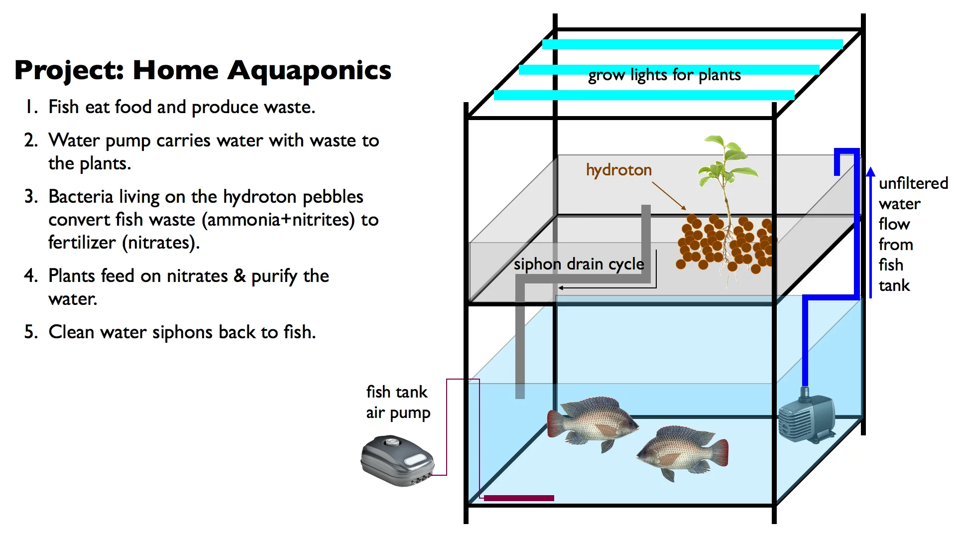 Aquaponics Setup.001.jpg