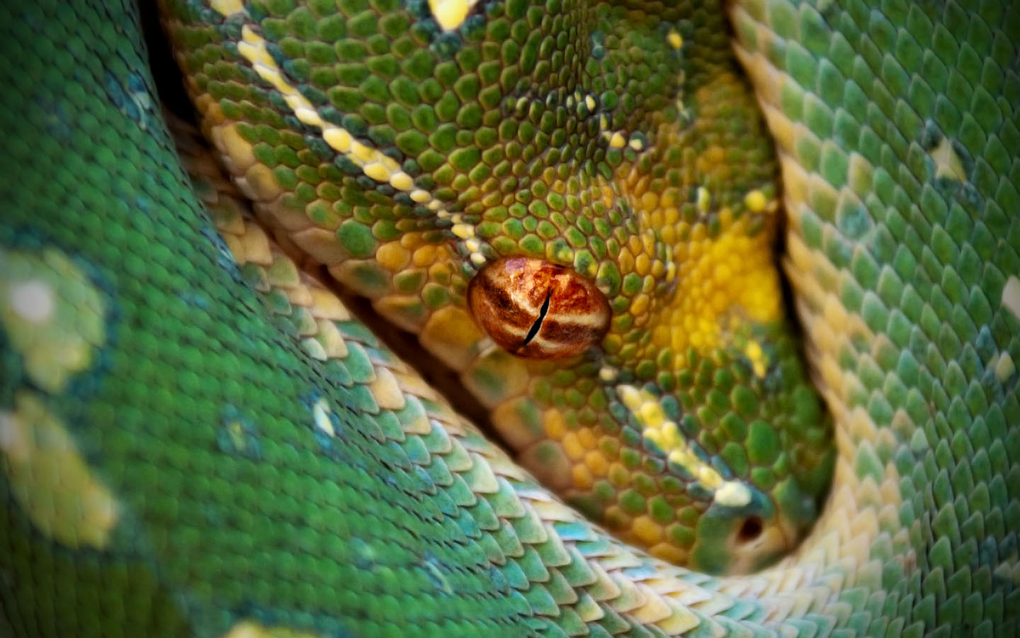 My friend John is a photographer and snake enthusiast.. He's collecting specific snakes & raising them at home in a specially built environment he made. The thing that shocked me the most was their price, I never thought raising and breeding snakes is that expensive.
The above photo (photographed by John Rougeux ) is for a 2-feet Green Tree Python, and it's currently selling for $300