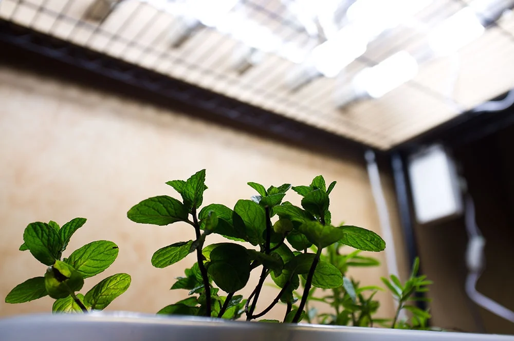 Grow Lights, ON