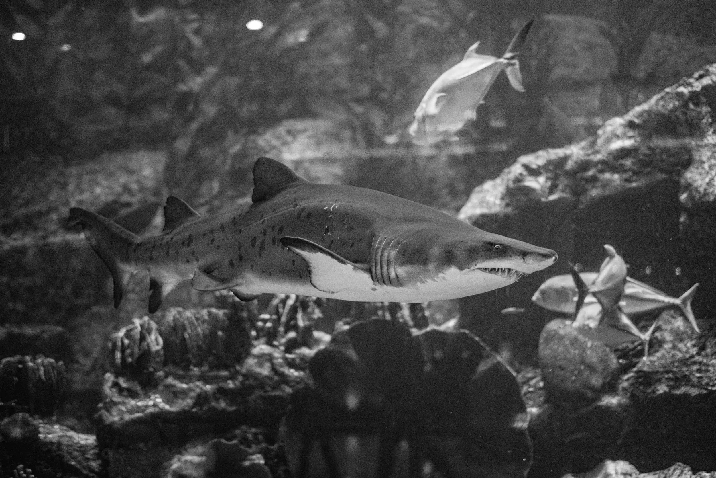 Dubai Mall - Aquarium - X-T1. The long focal length allowed such closeups, while standing 5 meters away. Photoshop was used to remove the glair from the aquarium.