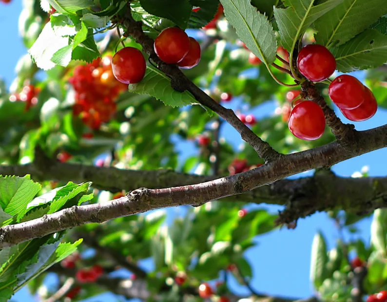 Hataitai Sourced Tree Propagation